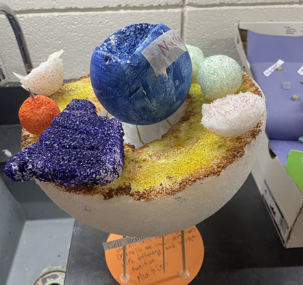 Abigail Verts, student-designed 3-D cell model
