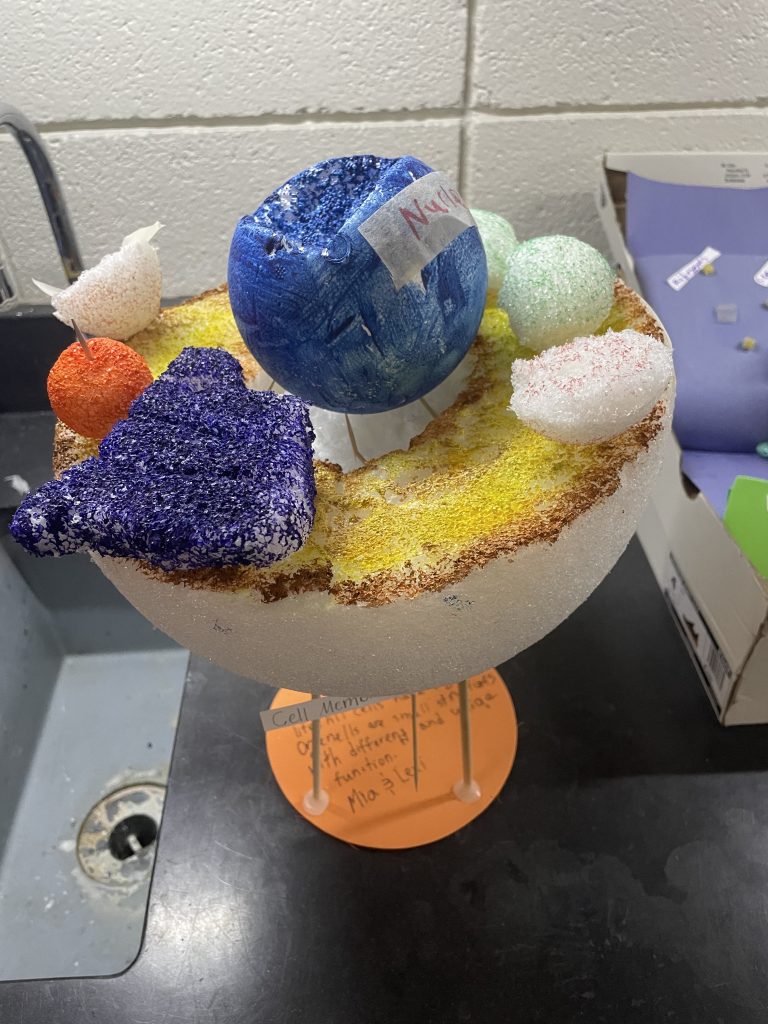 A student-designed 3-D cell model.